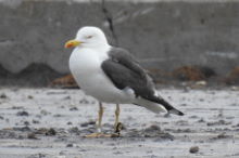 Colour ringed Lesser Black backed Gull at Barrow