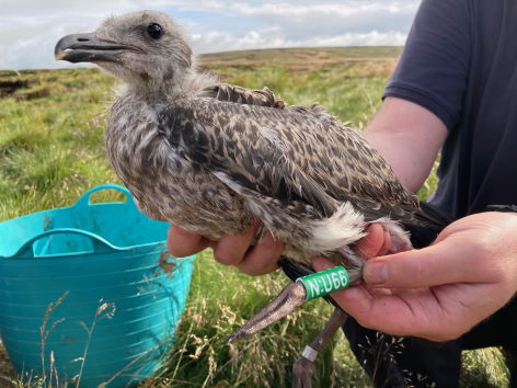 Colour ringed Lesser Black-backed Gull at Langden Head