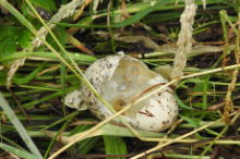 Predated egg at Barrow Gas Terminal